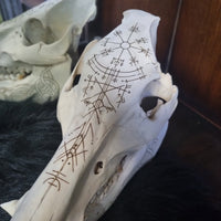Pyrographed Boar Skull