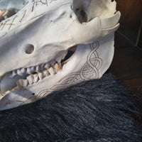 Pyrographed Boar Skull