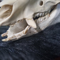 Pyrographed Boar Skull