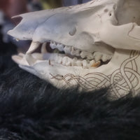 Pyrographed Boar Skull