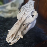 Pyrographed Boar Skull