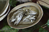 Abalone Shell - large