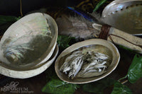 Abalone Shell - large