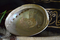 Abalone Shell - large