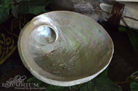 Abalone Shell - large