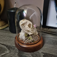 Mink Skull in dome