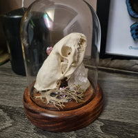 Mink Skull in dome