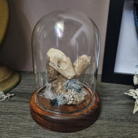 Bat Skull in dome #02