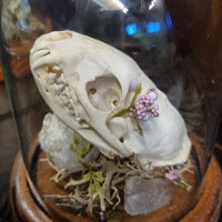 Mink Skull in dome