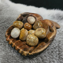 Fossil Coral - tumbled stones