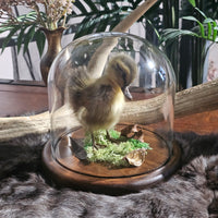 Taxidermy Duckling in Dome