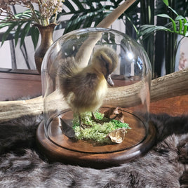 Taxidermy Duckling in Dome