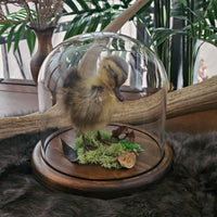 Taxidermy Duckling in Dome