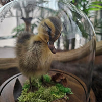 Taxidermy Duckling in Dome