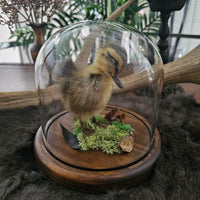 Taxidermy Duckling in Dome