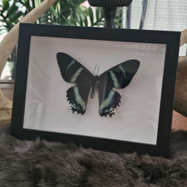Zodiac Moth - framed