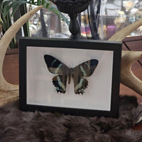 Zodiac Moth - framed