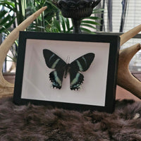 Zodiac Moth - framed