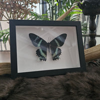 Zodiac Moth - framed