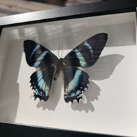 Zodiac Moth - framed