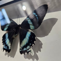 Zodiac Moth - framed