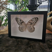 Wood Nymph Butterfly - framed
