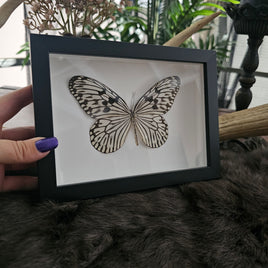 Wood Nymph Butterfly - framed