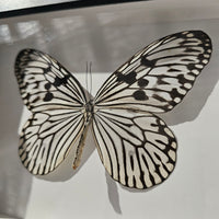 Wood Nymph Butterfly - framed