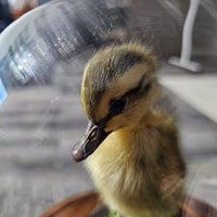 Taxidermy Duckling in Dome