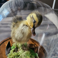 Taxidermy Duckling in Dome