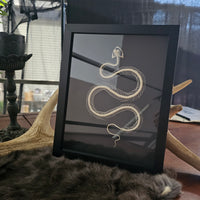 Bronzeback Snake skeleton in frame