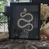 Bronzeback Snake skeleton in frame