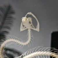 Bronzeback Snake skeleton in frame