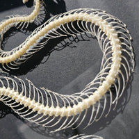 Bronzeback Snake skeleton in frame