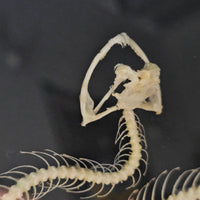Bronzeback Snake skeleton in frame