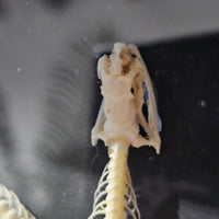 Bronzeback Snake skeleton in frame