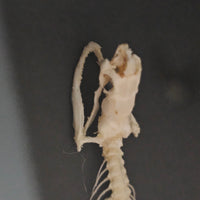 Bronzeback Snake skeleton in frame