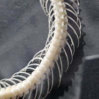 Bronzeback Snake skeleton in frame