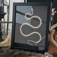 Bronzeback Snake skeleton in frame