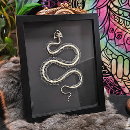 Bronzeback Snake skeleton in frame