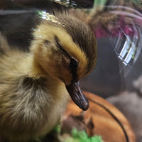 Taxidermy Duckling in Dome