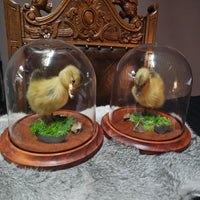 Taxidermy Duckling in Dome