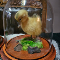 Taxidermy Duckling in Dome
