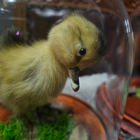 Taxidermy Duckling in Dome