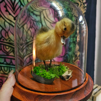 Taxidermy Duckling in Dome