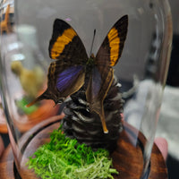 Purple Daggerwing Butterfly - in dome