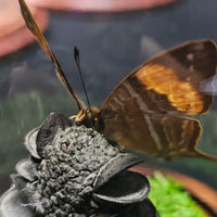 Purple Daggerwing Butterfly - in dome