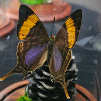 Purple Daggerwing Butterfly - in dome