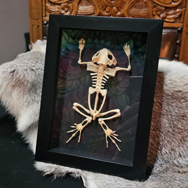 Toad Skeleton - framed