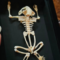 Toad Skeleton - framed